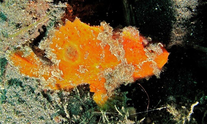 Spotfin frogfish, Spotfin Frogfish, Abantennarius nummifer