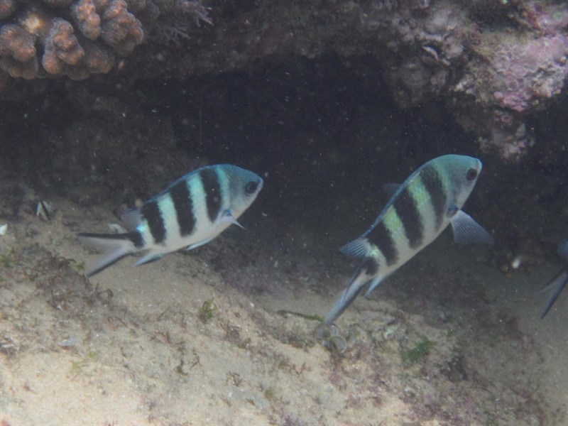 Natal sergeant, Natal Sergeant, Abudefduf natalensis