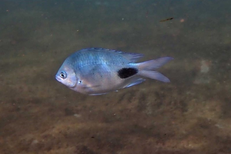 False-eye sergeant, False-eye Sergeant, Abudefduf sparoides