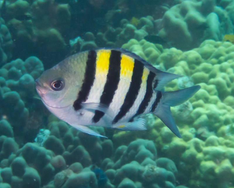 Indo-Pacific sergeant, Indo-Pacific Sergeant, Abudefduf vaigiensis