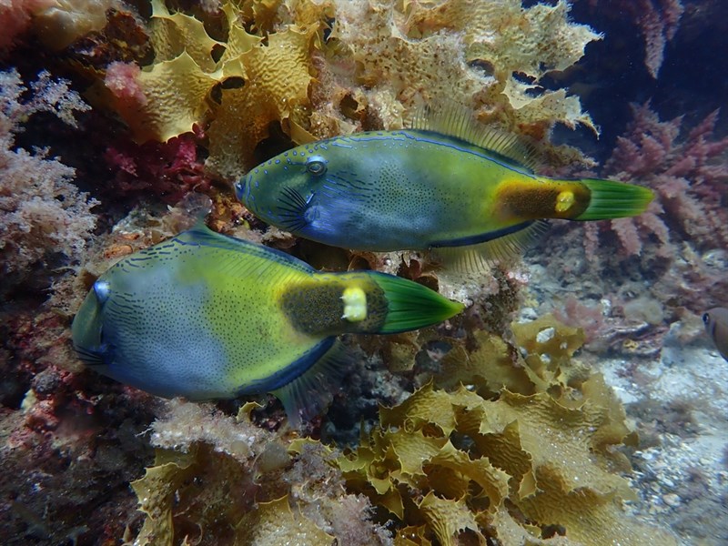 Spiny-tailed leatherjacket, Spiny-tail Leatherjacket, Spiny-tailed Leatherjacket, Spinytail Leatherjacket, - Acanthaluteres brownii, Acanthaluteres brownii