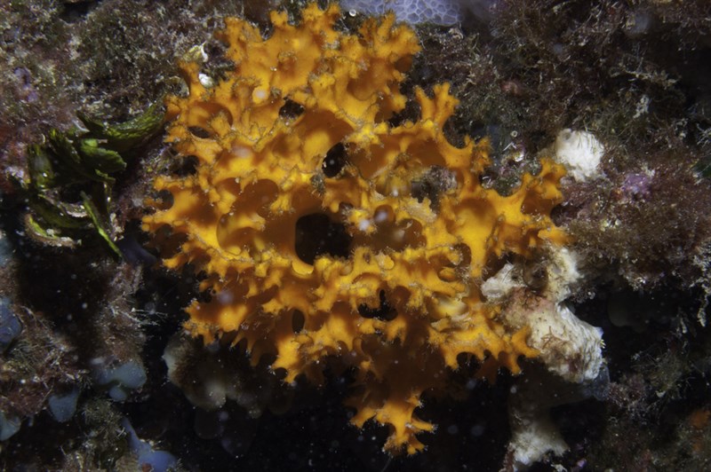 , Orange Prickly-Sponge, Acanthella acuta