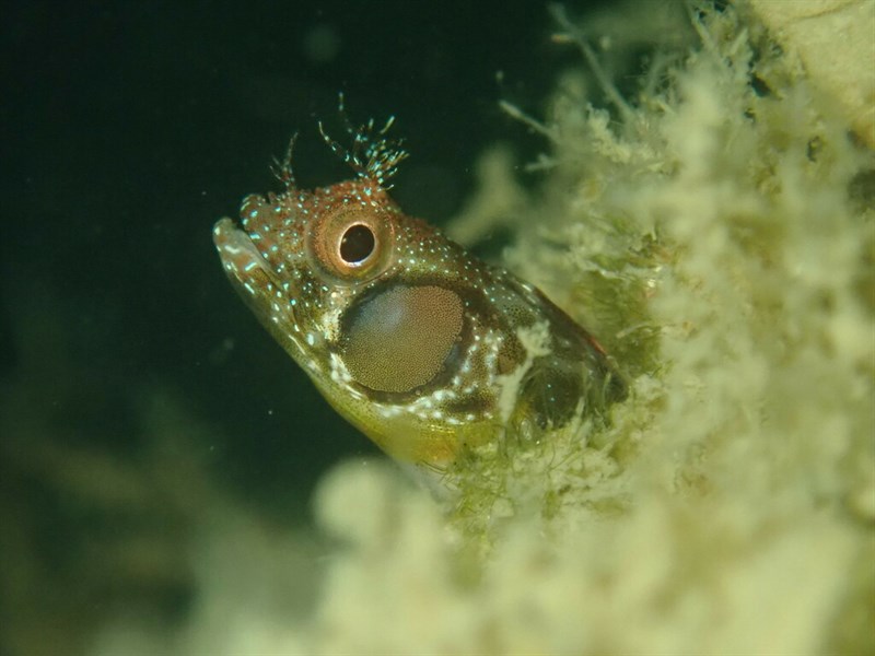 Browncheek blenny, Browncheek Blenny - Acanthemblemaria crockeri, Acanthemblemaria crockeri