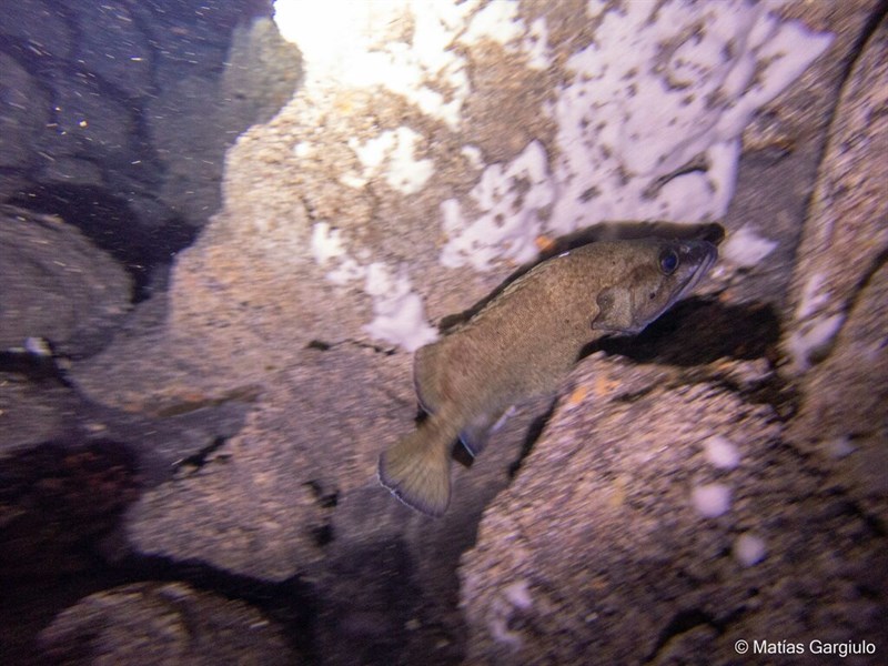 Rapanui seabass, , Acanthistius fuscus