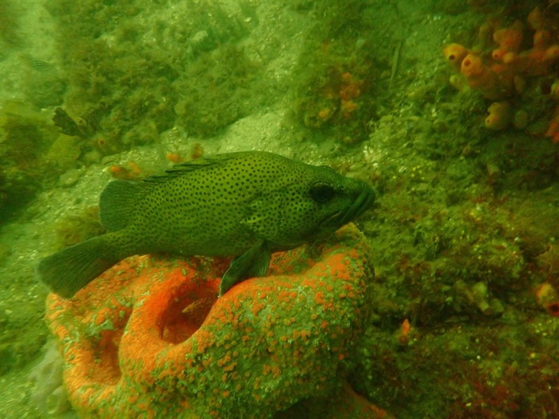 Eastern wirrah, Eastern Wirrah, Peppermint Cod, Mother-in-law Fish - Acanthistius ocellatus, Acanthistius ocellatus