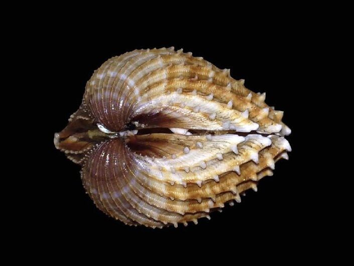 , Poorly Ribbed Cockle, Acanthocardia paucicostata