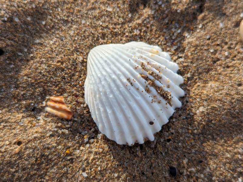 , Moroccan Cockles, Acanthocardia tuberculata