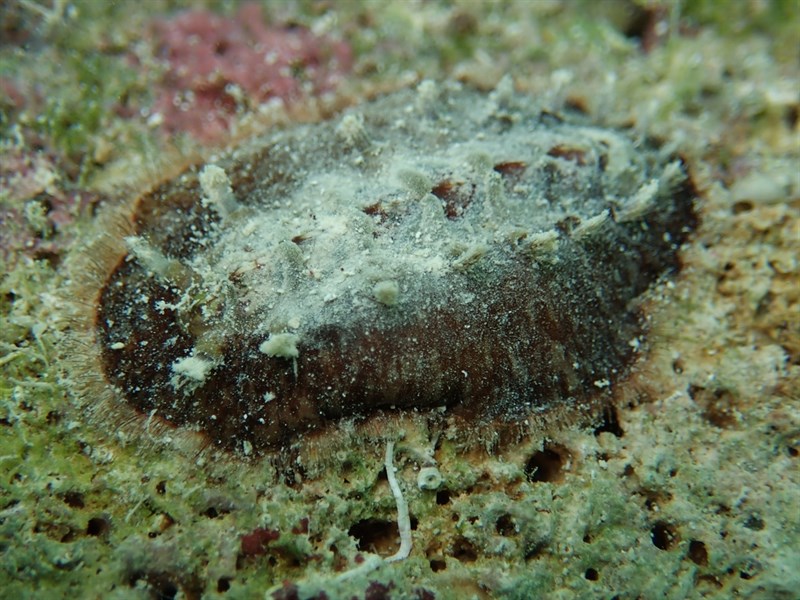 , Spiked Chiton, Red Glass-hair Chiton - Acanthochitona hemphilli, Acanthochitona hemphilli