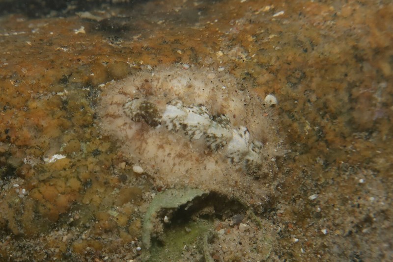 , Acanthochitona penicillata