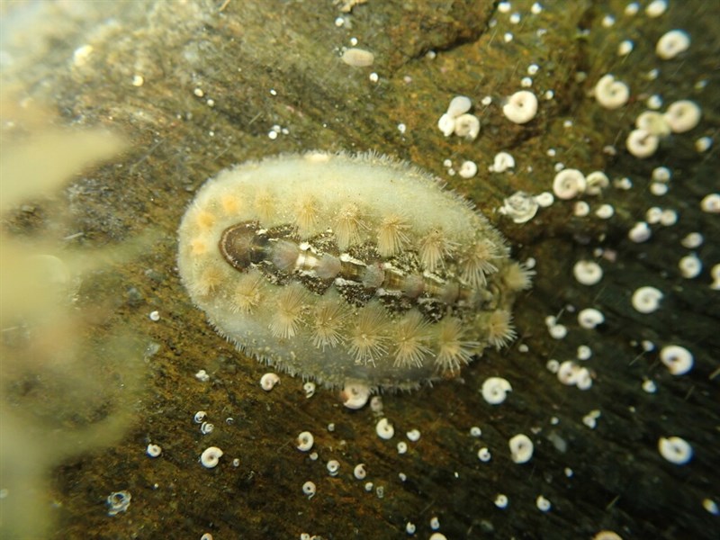 , Hairy Chiton,Tufted Chiton - Acanthochitona zelandica, Acanthochitona zelandica