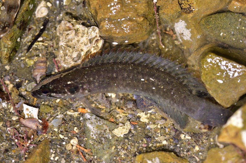 Rockfish, Olive Rockfish, Olive Taumaka - Acanthoclinus fuscus, Acanthoclinus fuscus