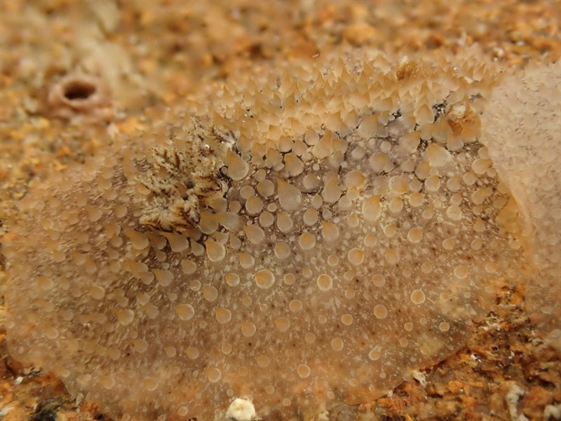 , Nudibranch - Acanthodoris mollicella, Acanthodoris mollicella