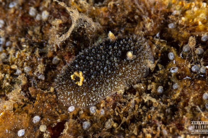 , Hairy Spiny Doris, Thorny Doris, Acanthodoris pilosa