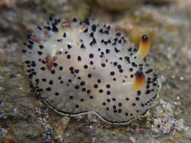 , Black-tipped Spiny Dorid, Acanthodoris rhodoceras