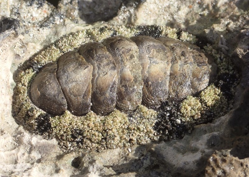 , Vaillant's Spiny Chiton, Acanthopleura vaillantii