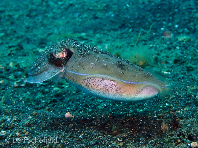 , Golden Cuttlefish, Acanthosepion esculentum