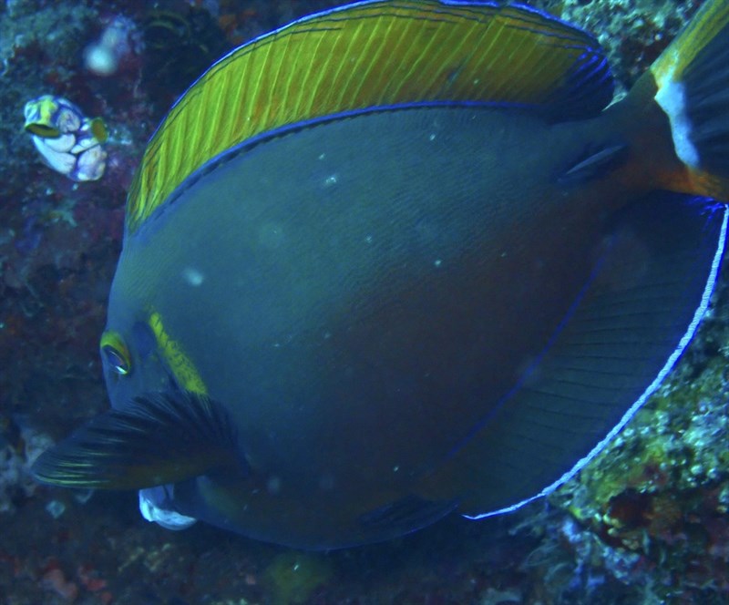 Black-spot surgeonfish, Bariene Surgeonfish, Black-spot Surgeonfish, Eye-spot Surgeon, Roundspot Surgeonfish, Acanthurus bariene