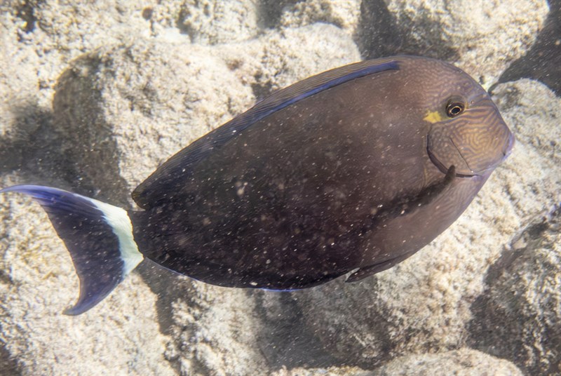 Ringtail surgeonfish, Blue-banded Pualu, Dark Surgeon, Ringtail Surgeonfish, Tailring Surgeonfish, Whitetail Lancet, Acanthurus blochii