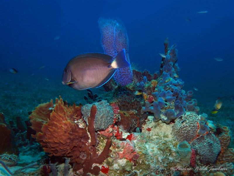 Doctorfish, Black Doctorfish, Doctorfish, Acanthurus chirurgus