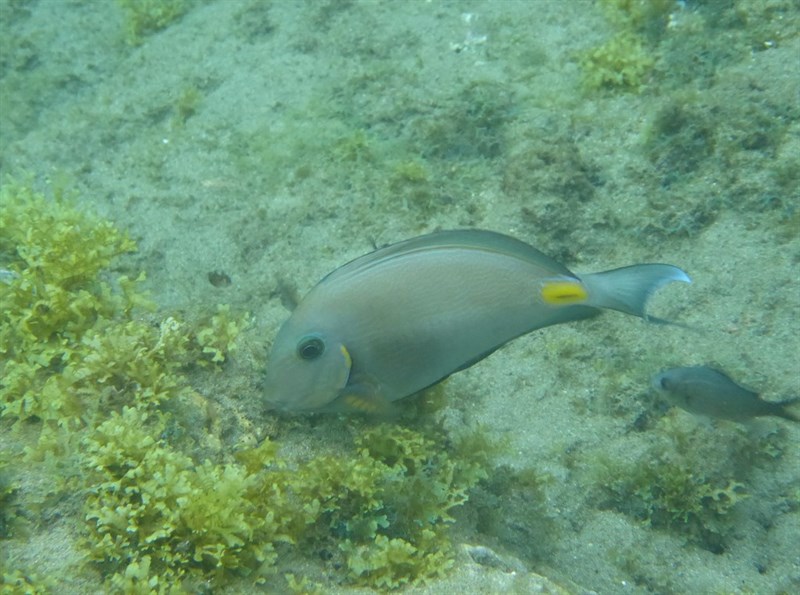 Monrovia doctorfish, Monrovia Doctorfish, Monrovia Surgeonfis - Acanthurus monroviae, Acanthurus monroviae