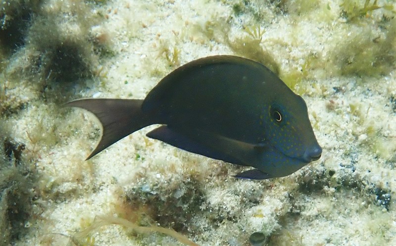 Brown surgeonfish, Blackspot Surgeonfish, Brown Surgeonfish, Dusky Surgeonfish, Lavender Tang, Spot-cheeked Surgeonfish, Acanthurus nigrofuscus