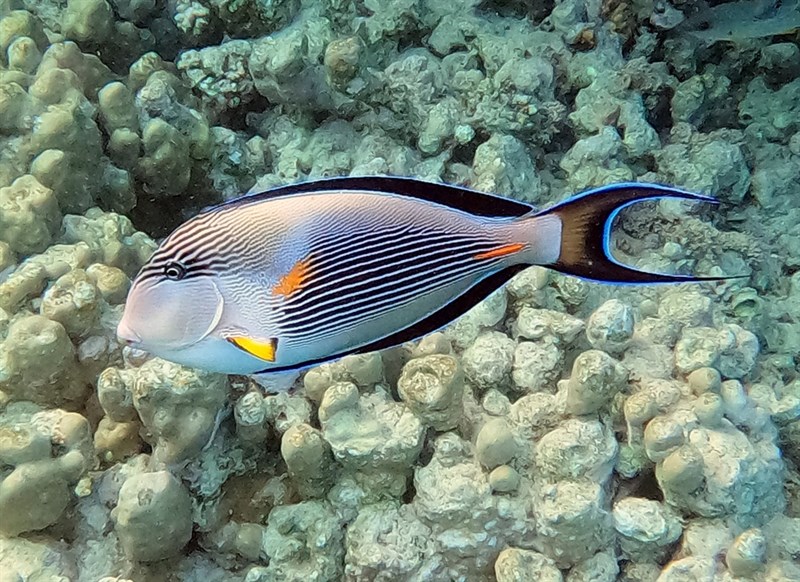 Sohal surgeonfish, Red Sea Clown Surgeon, Red Sea Surgeonfish, Sohal Surgeonfish - Acanthurus sohal, Acanthurus sohal