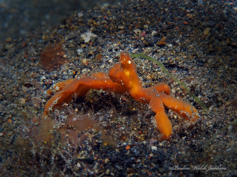 , Orang-utang Crab, Orangutang Crab, Achaeus japonicus