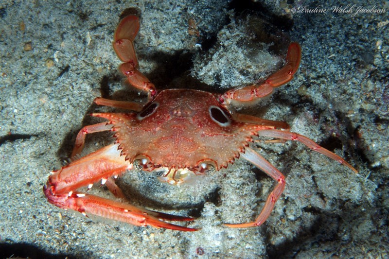 , Ocellate Swimming Crab, Achelous sebae