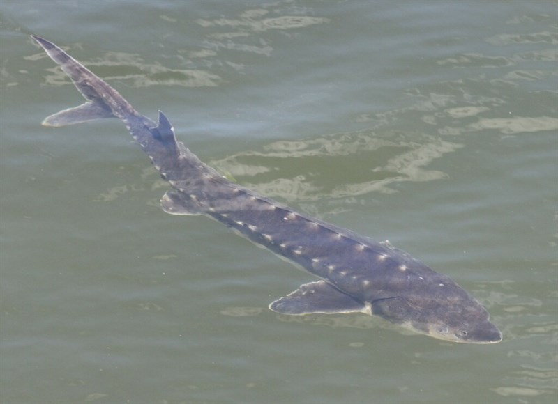 Shortnose sturgeon, Shortnose Sturgeon - Acipenser brevirostrum, Acipenser brevirostrum