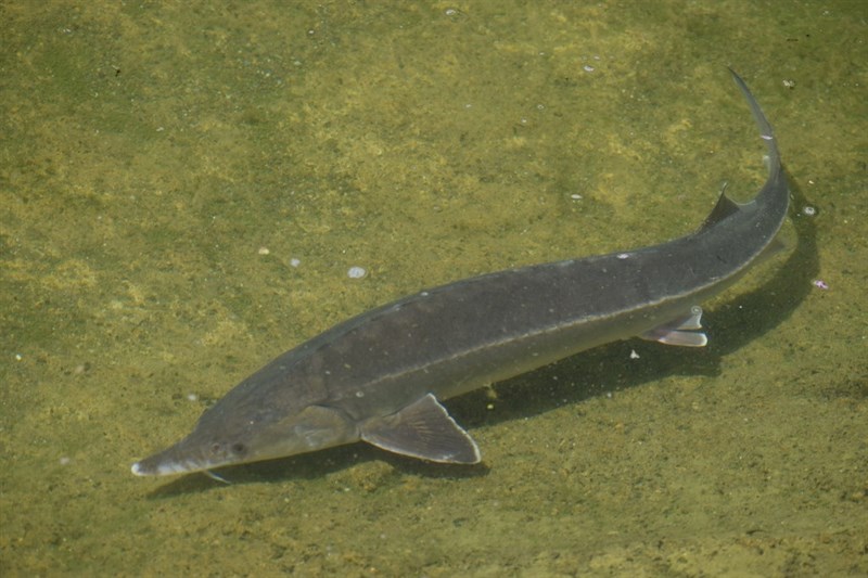 Sterlet sturgeon, Acipenser ruthenus, Acipenser ruthenus