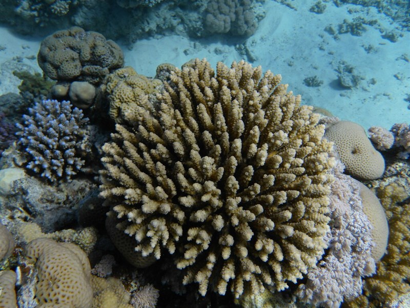 , Acropora Eurystoma - Acropora eurystoma, Acropora eurystoma