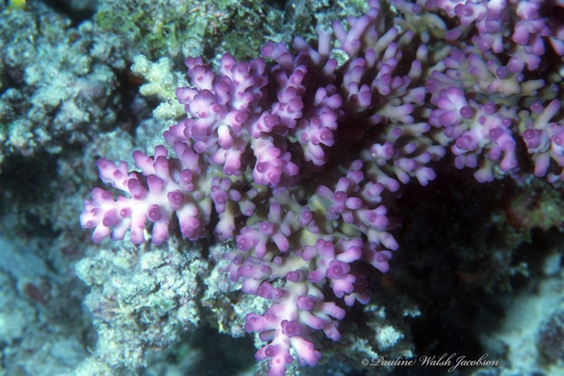 , Stony Coral, Acropora granulosa