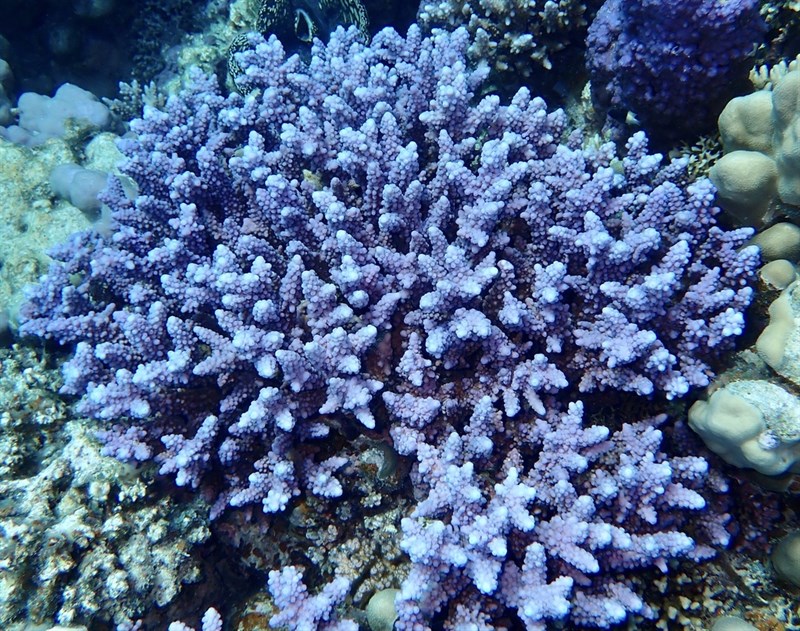 , Acropora Hemprichii, Acropora hemprichii