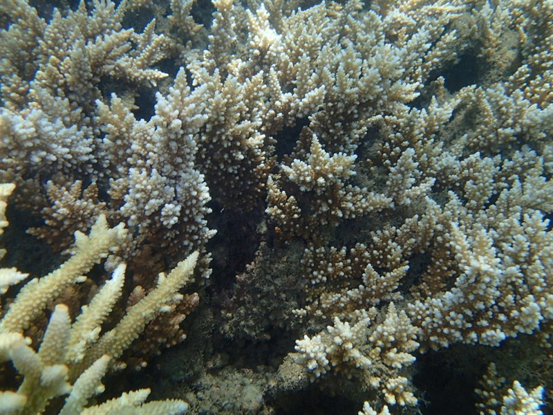 , Stony Coral - Acropora longicyathus, Acropora longicyathus