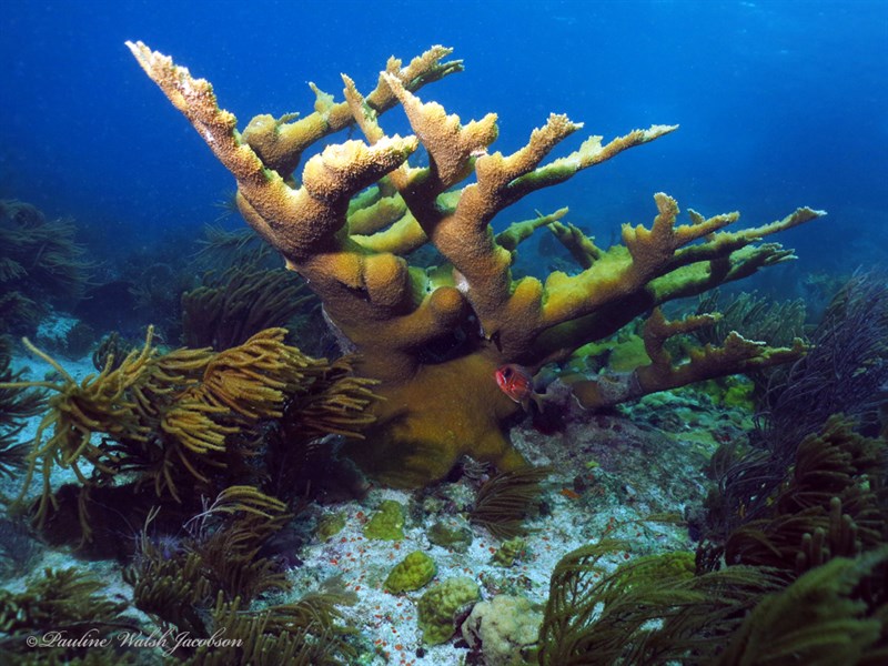 , Acropora Palmata, Elkhorn Coral, Acropora palmata