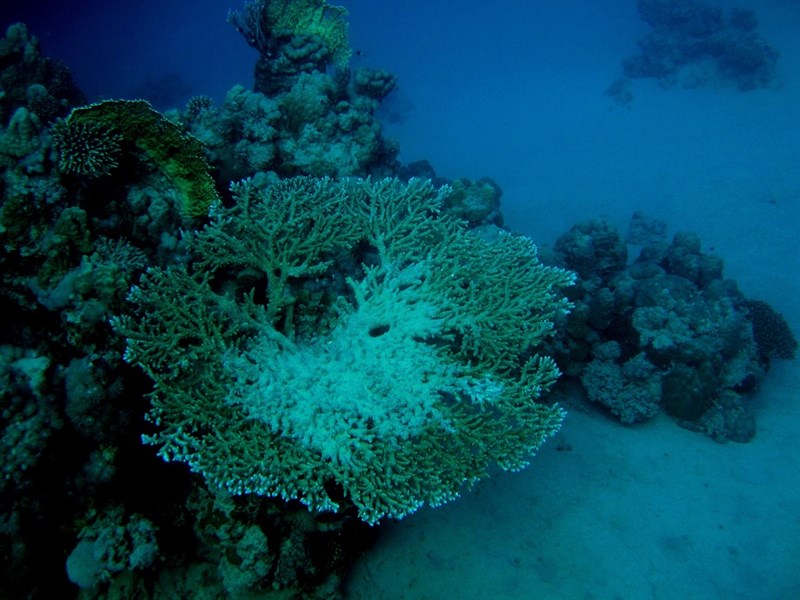 , Acropora Pharaonis, Acropora pharaonis