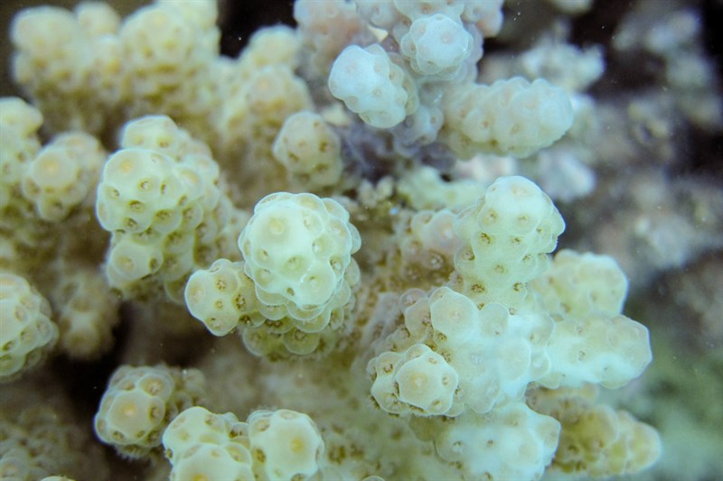 , Stony Hard Coral, Blue Sarmentosa, Acropora sarmentosa