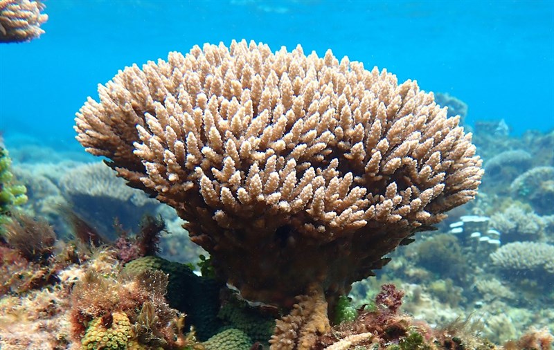 , Stony Coral, Acropora solitaryensis