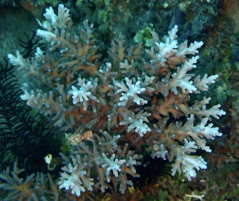 , Stony Coral, Acropora subglabra