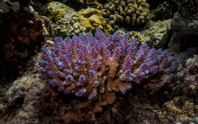 , Stone Coral, Acropora valida