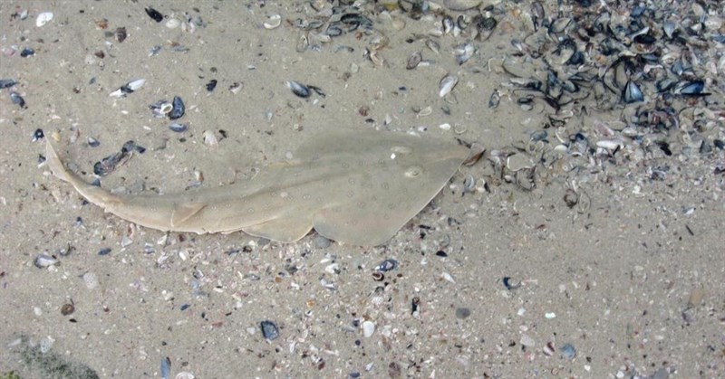 Lesser sandshark, Lesser Sandshark,Lesser Guitarfish, Acroteriobatus annulatus