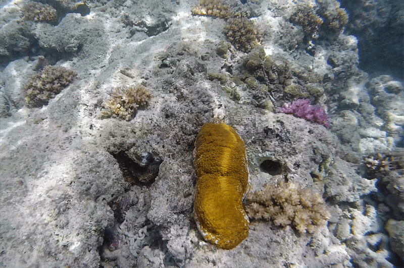 , Surf Redfish, Actinopyga mauritiana