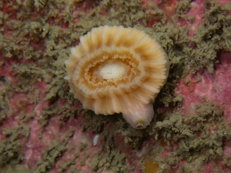 , Barnacle, Adna anglica