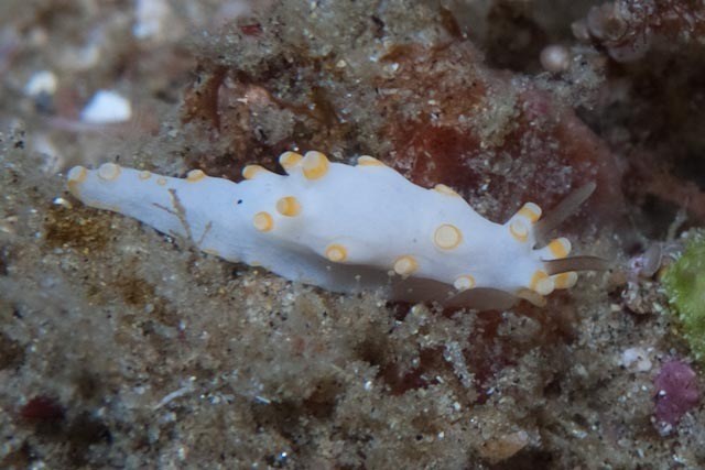 , Nudibranch, Aegires lemoncello