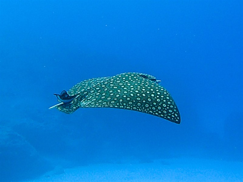 Whitespotted eagle ray, Spotted Eagle Ray, Aetobatus narinari