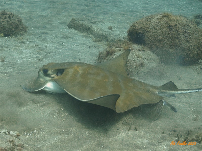 Bull ray, Bull Ray, Aetomylaeus bovinus