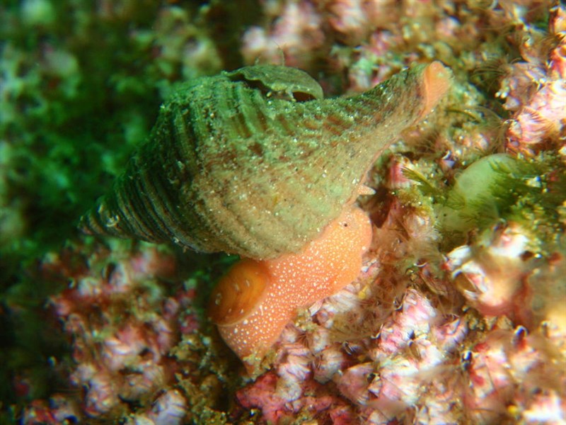 , Long-siphoned Whelk, Africofusus ocelliferus