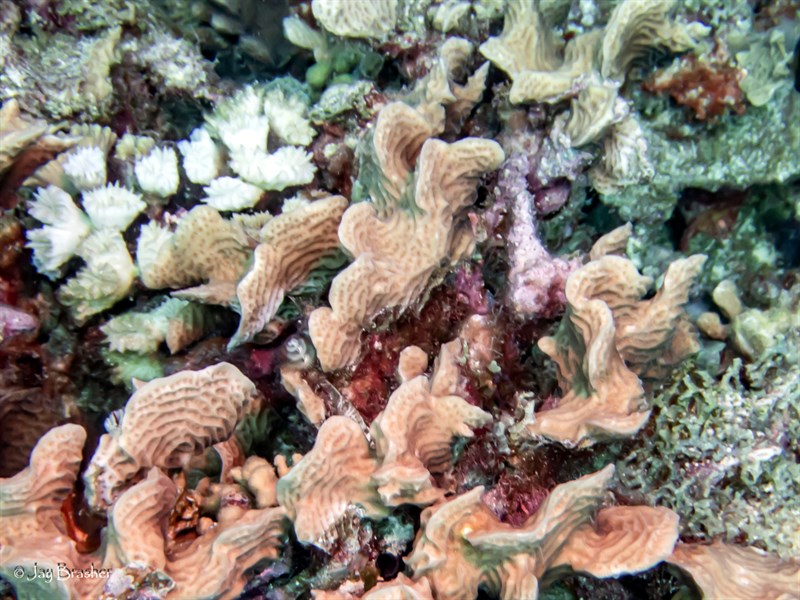 , Purple Lettuce Coral, Agaricia agaricites