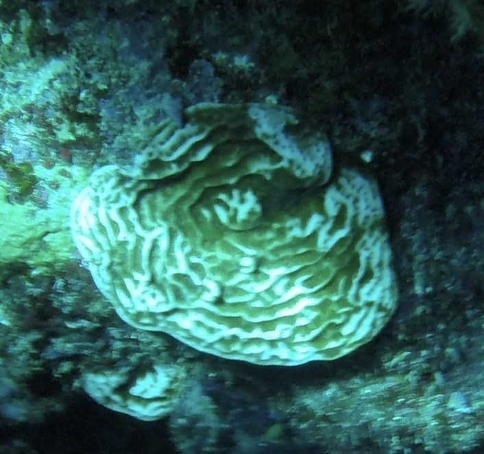 , Fragile Saucer Coral, Constricted Leaf Coral, Agaricia fragilis