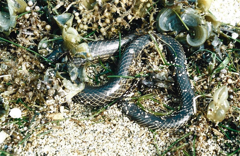 , Reef Shallows Seasnake, Aipysurus duboisii